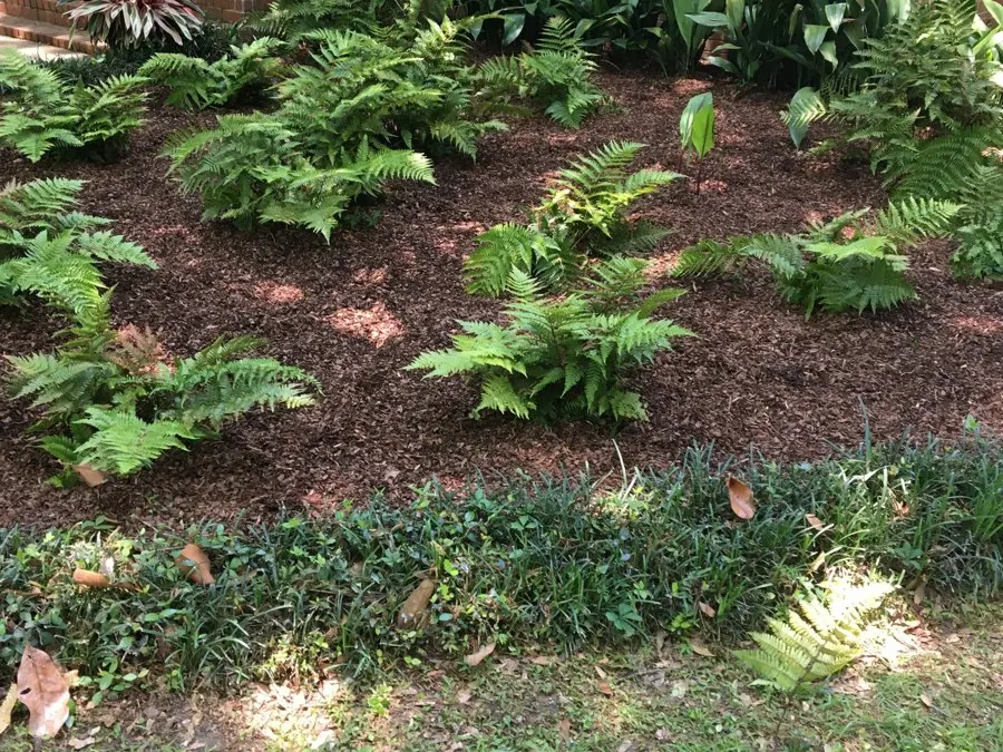Mulched bed with ferns in front of a brick house