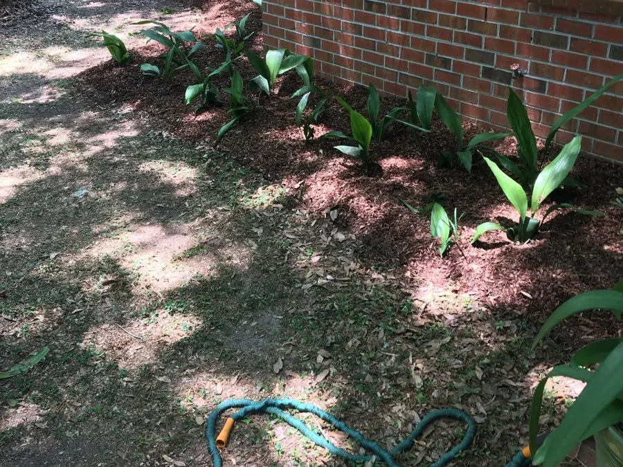 Plant bed along a brick house wall